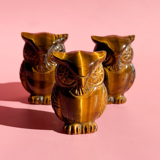 Tiger Eye Owl