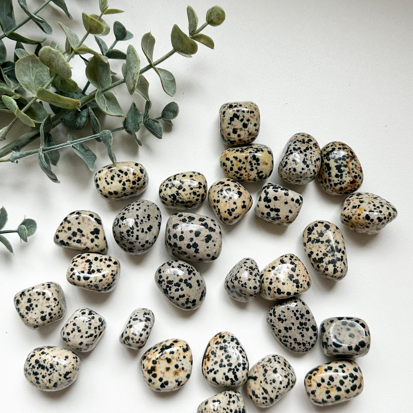Dalmatian Jasper Tumble