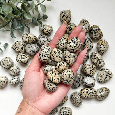 Dalmatian Jasper Tumble